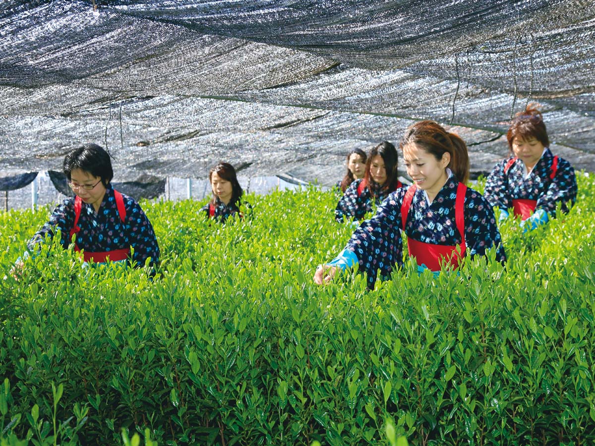 一番茶茶摘み体験と抹茶工場見学[事前予約制]