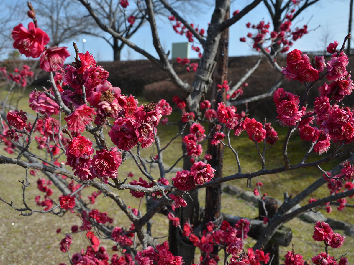 細口公園「梅の園」