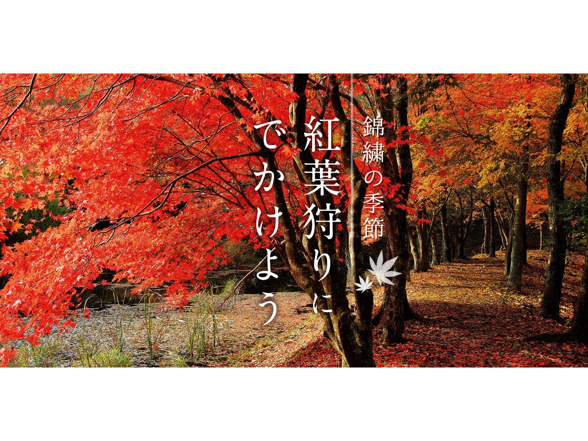 とよたの紅葉・見頃情報2019