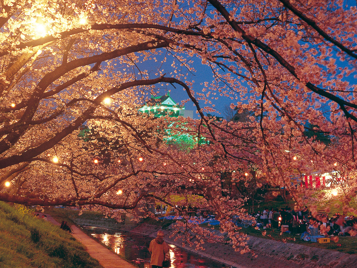 岡崎の桜まつり