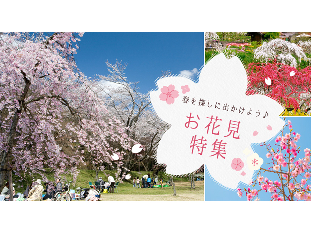お花見特集