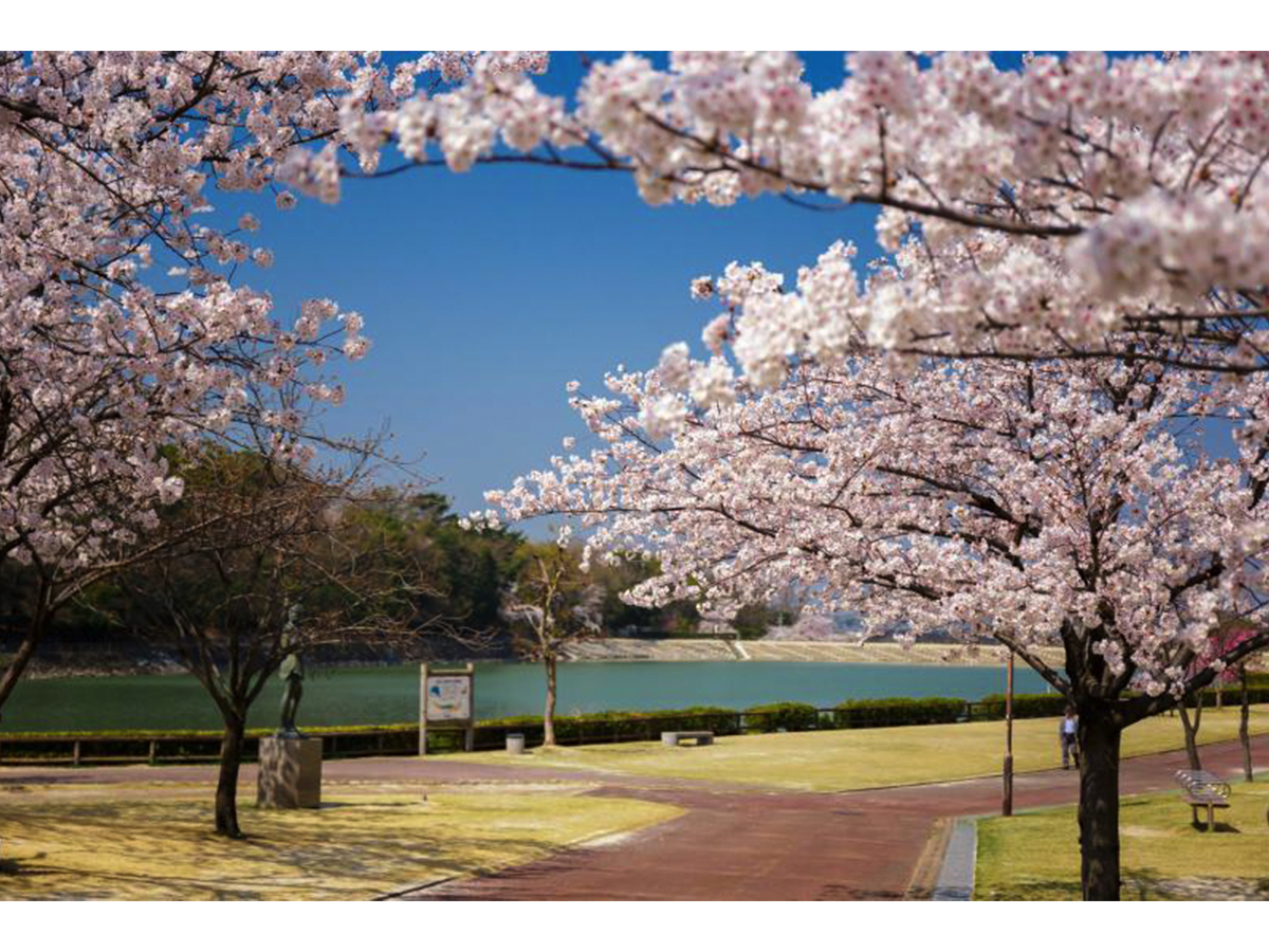 保田ヶ池公園桜ライトアップ