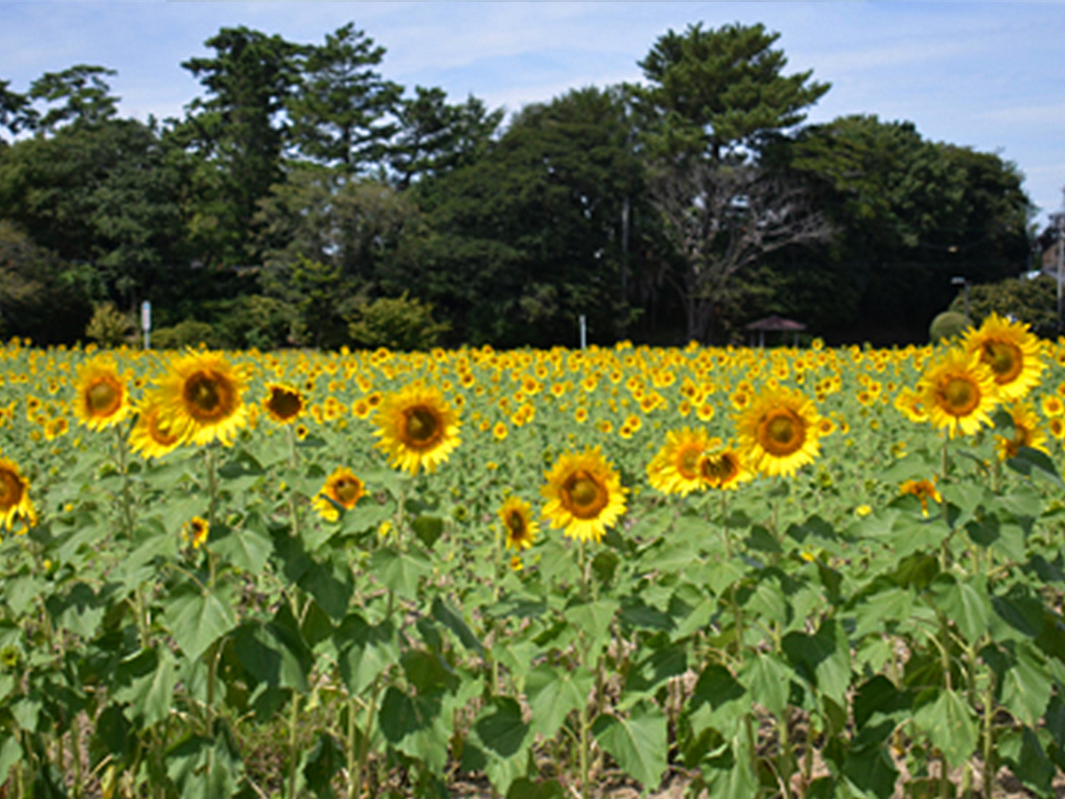 榎前町のひまわり