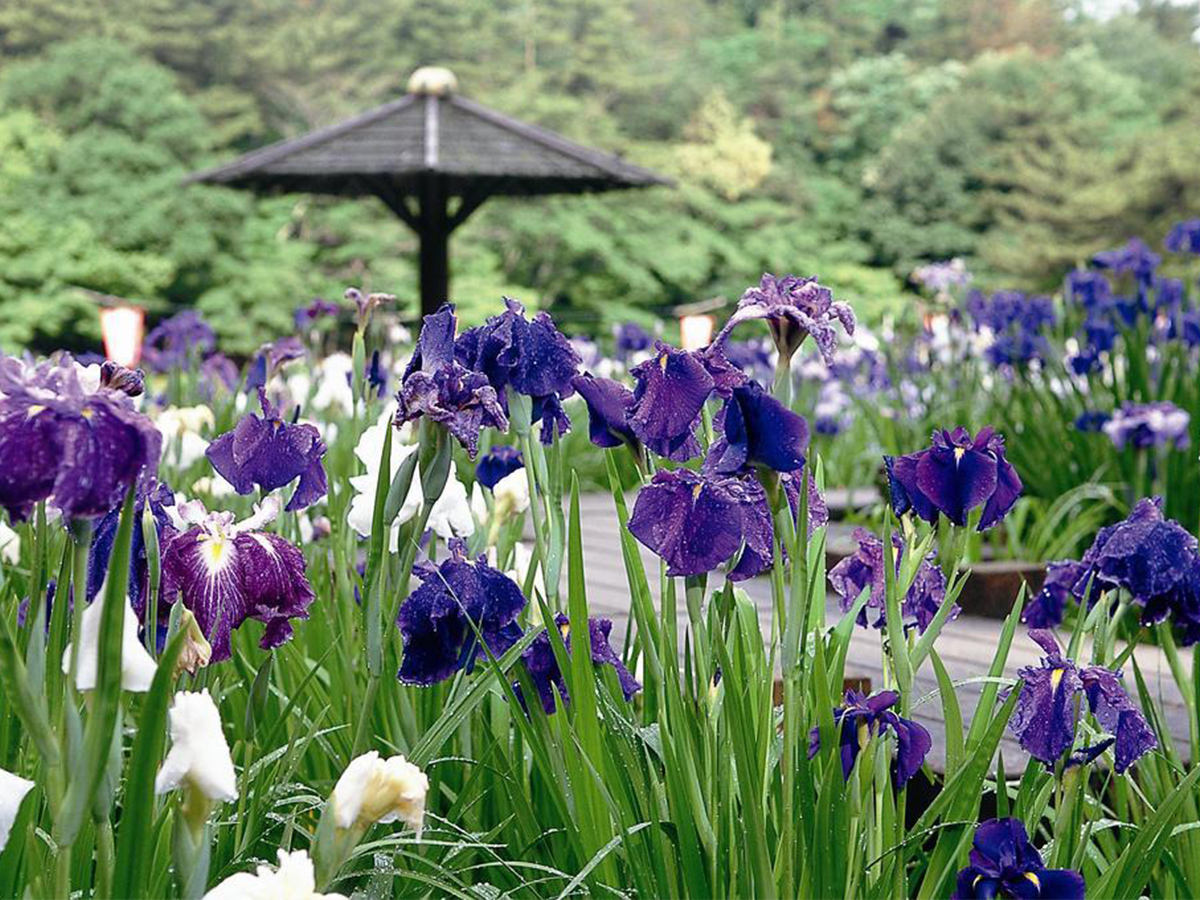 東公園花菖蒲まつり