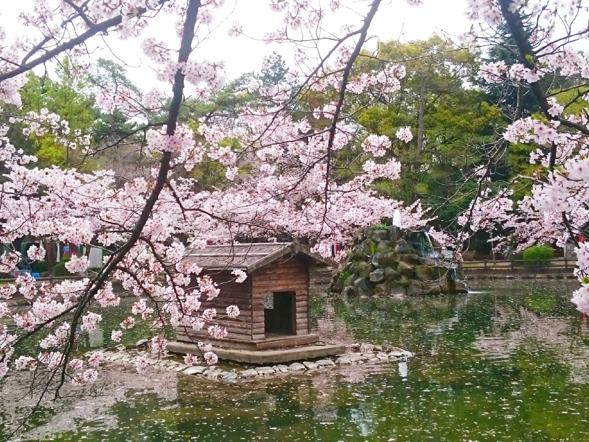 安城桜インスタフォトコンテスト