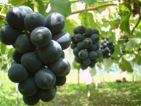 岡崎駒立ぶどう狩り